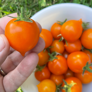 Pendulina Orange Micro Dwarf Tomato