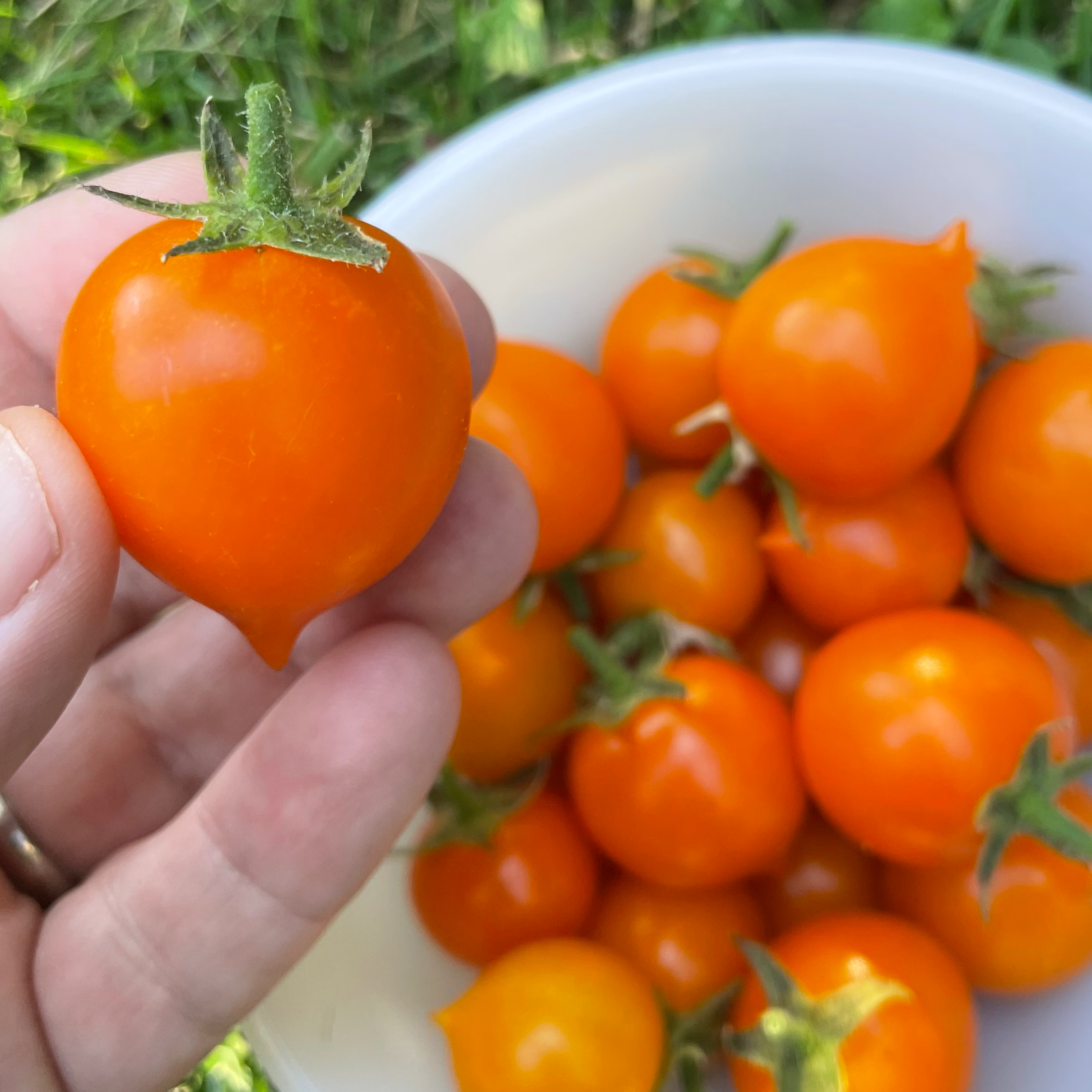 Pendulina Orange Micro Dwarf Tomato