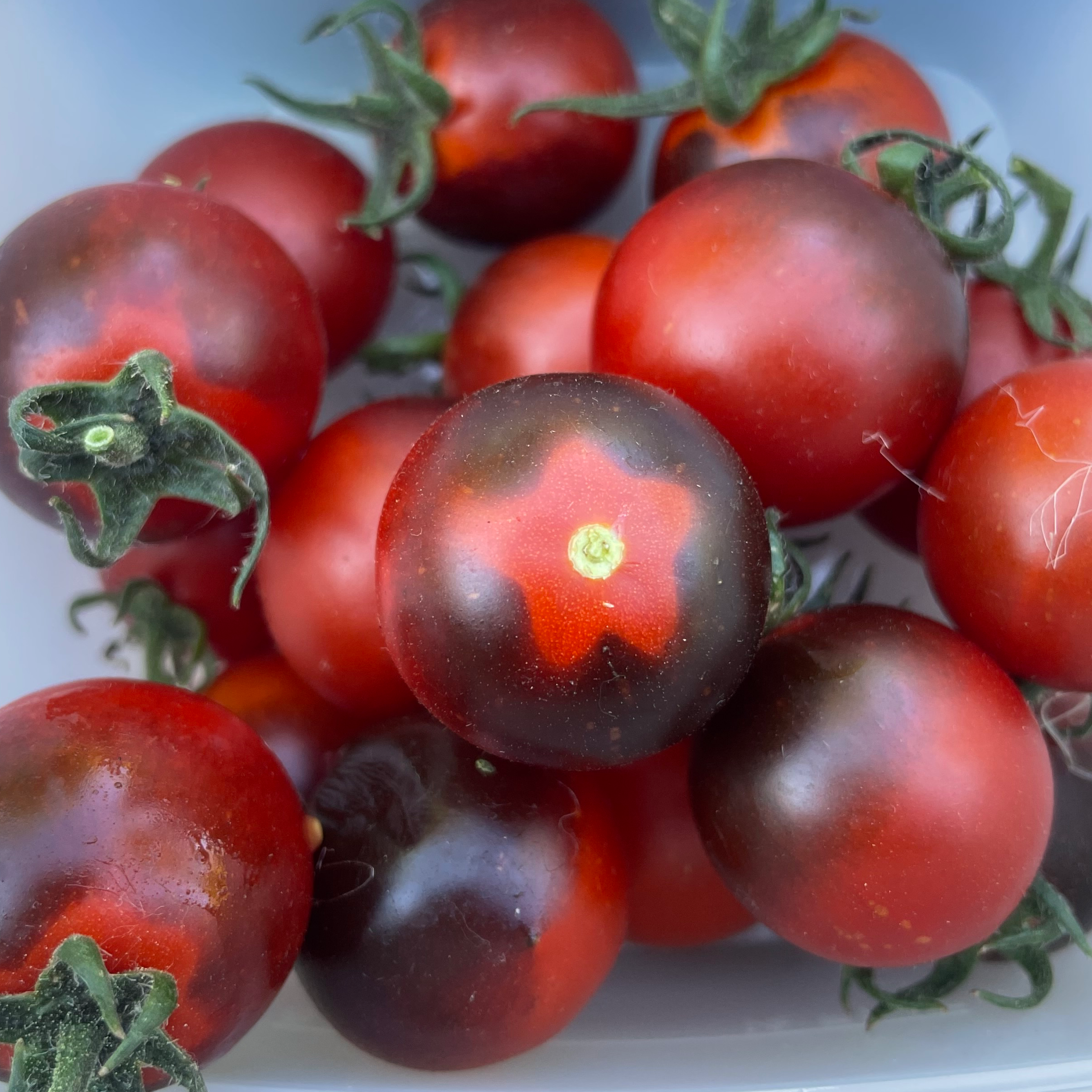 Helsing Junction Blues Cherry Tomato