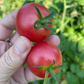 Karma Pink Cherry Tomato