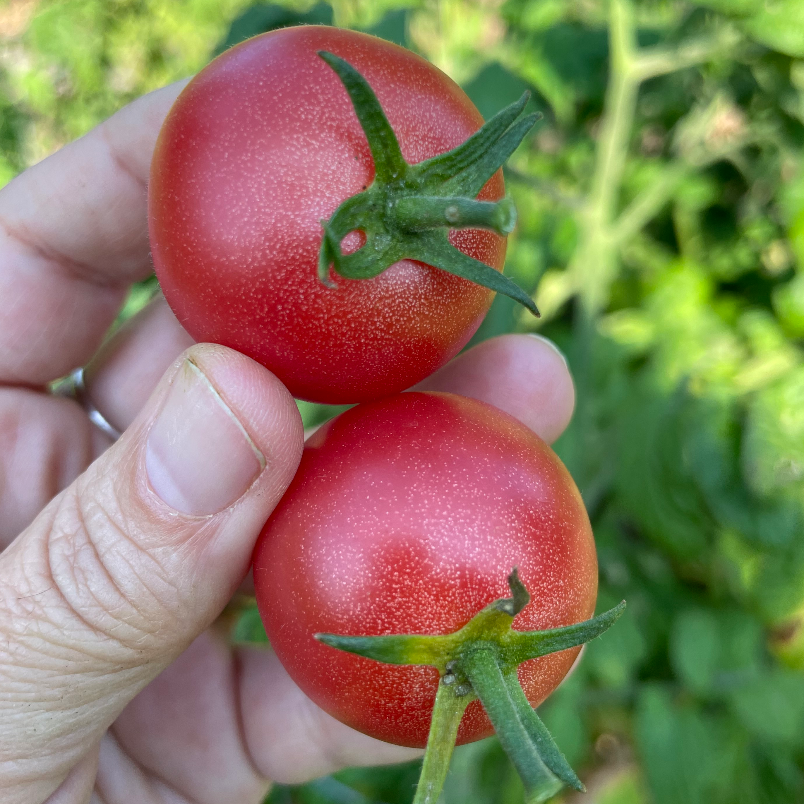 Karma Pink Cherry Tomato