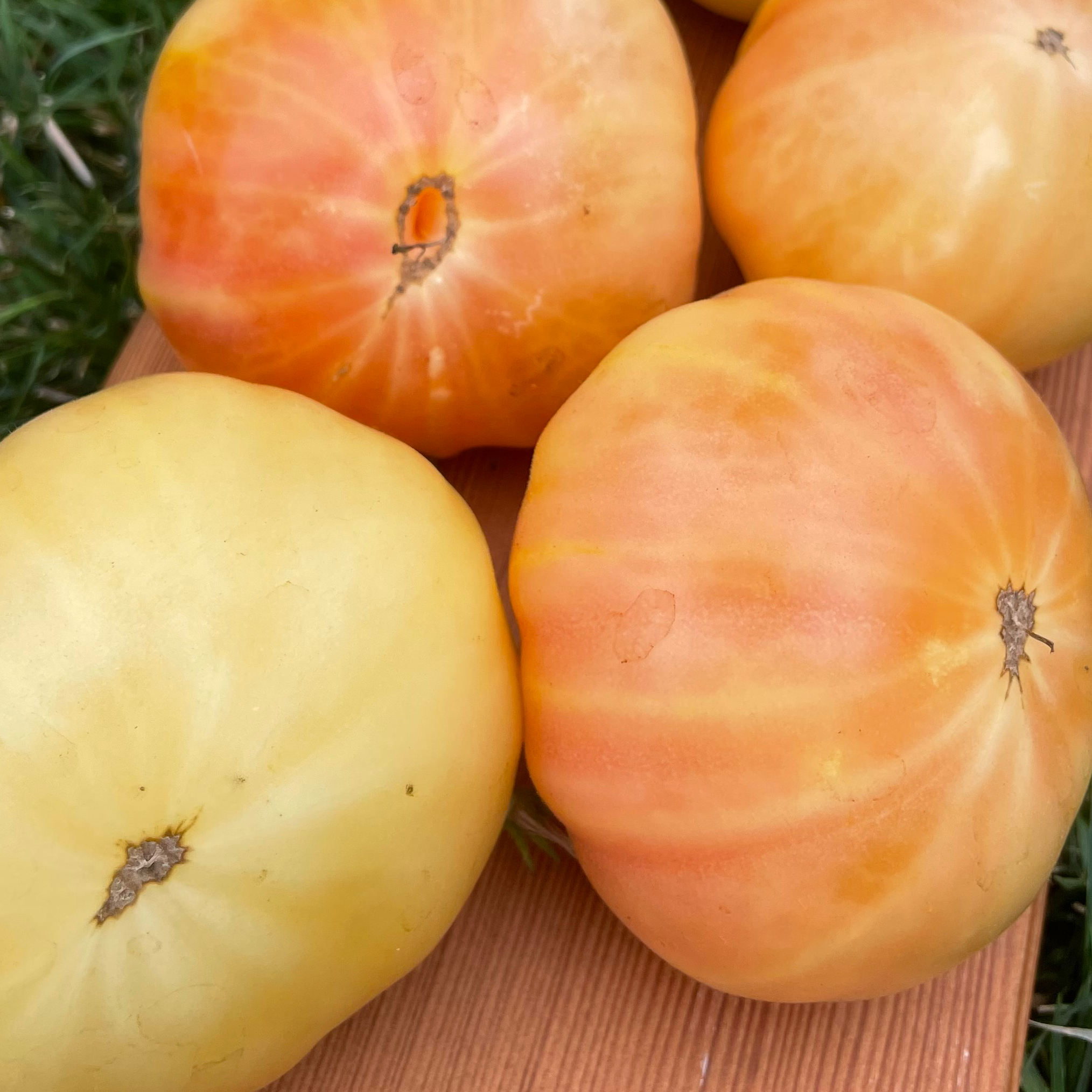 White Tomesol Tomato