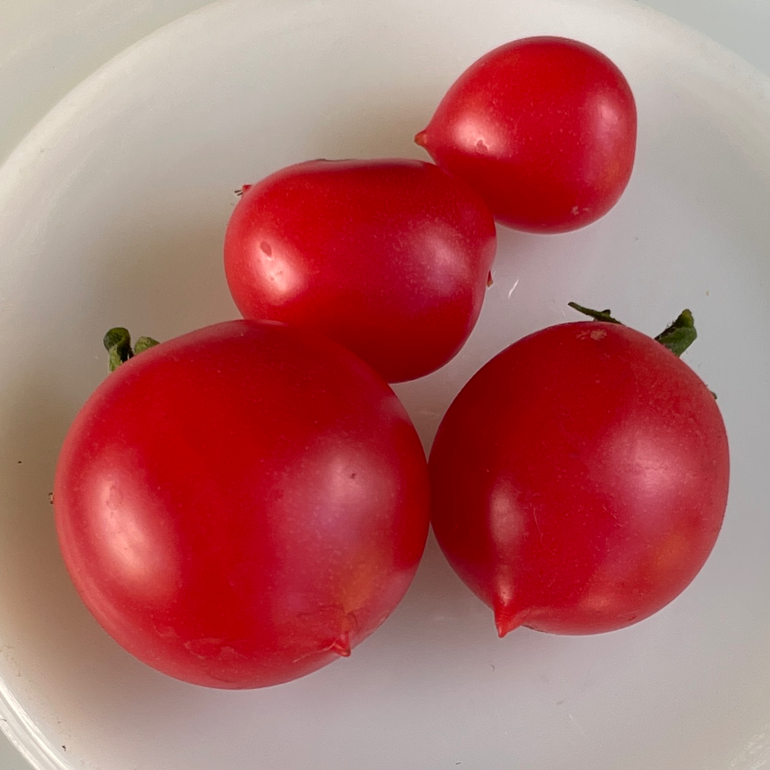 Rosy Finch Micro Dwarf Tomato