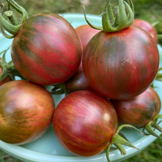 Violet Jasper Cherry Tomato
