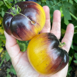 Sart Roiloise Tomato