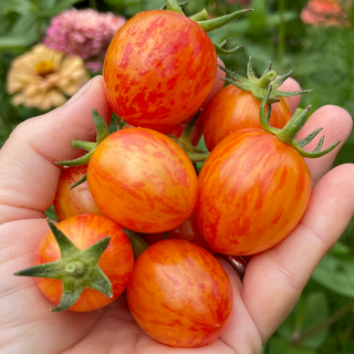 Sunrise Bumblebee Cherry Tomato