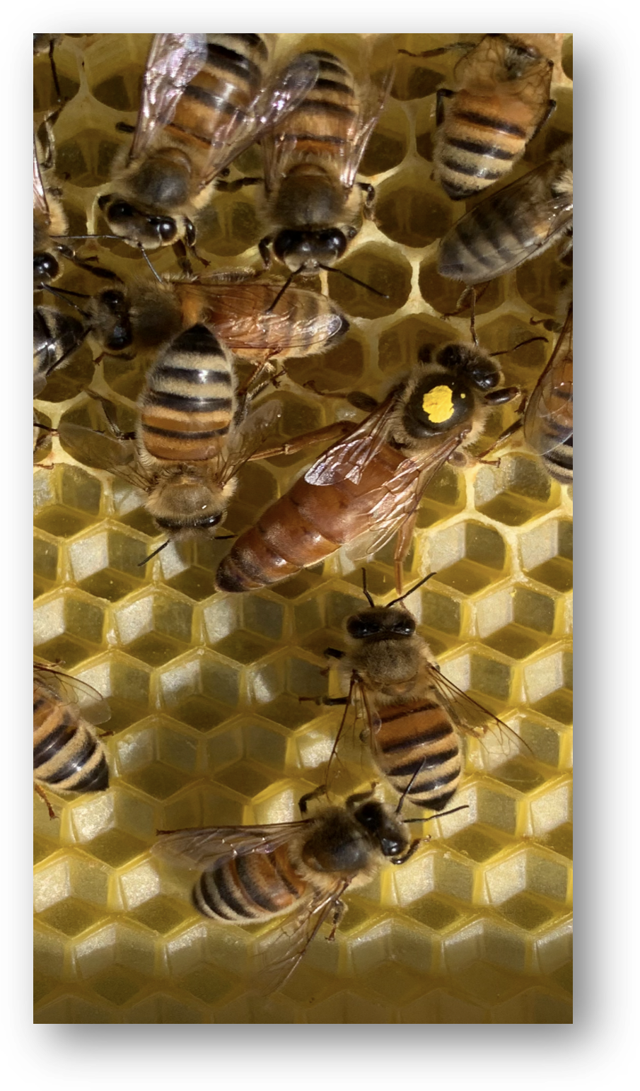 BSBKA Online Shop 2025 - Banner