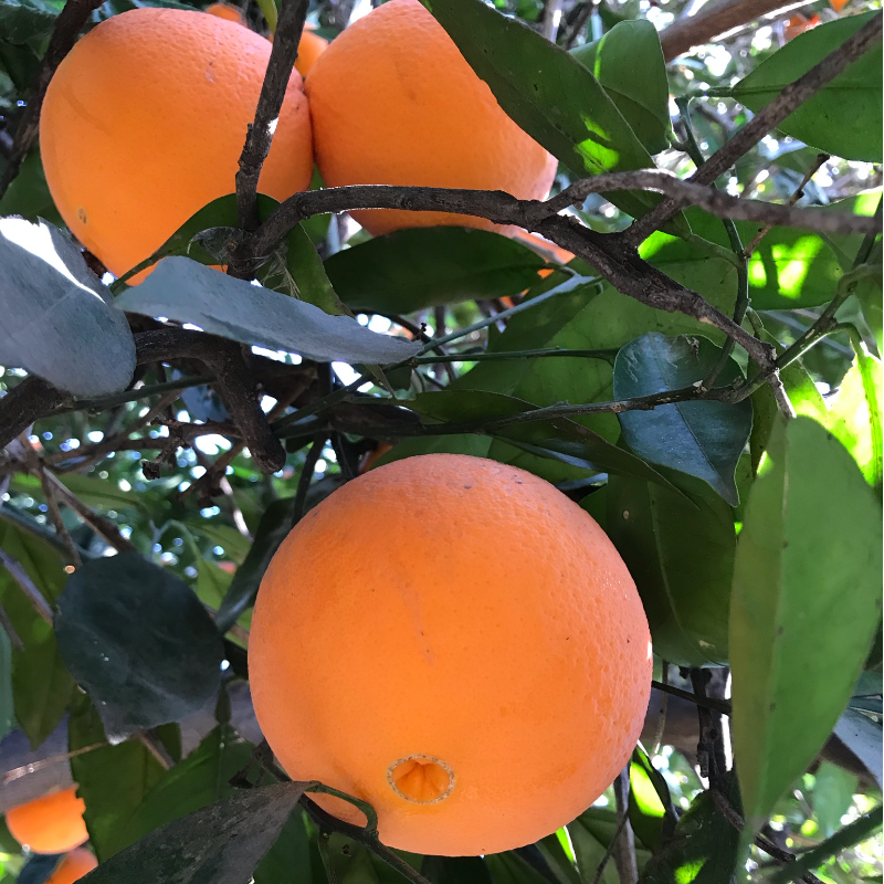 California Navel Oranges - 18 lb. box ($45)