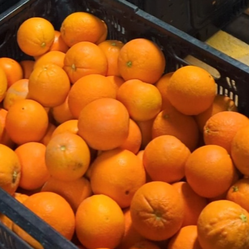 California Navel Oranges - 40 lb. box ($95)(Banana Box Size) 