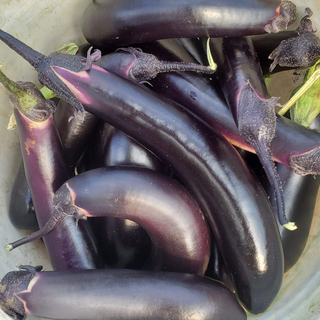 Aubergine asiatique