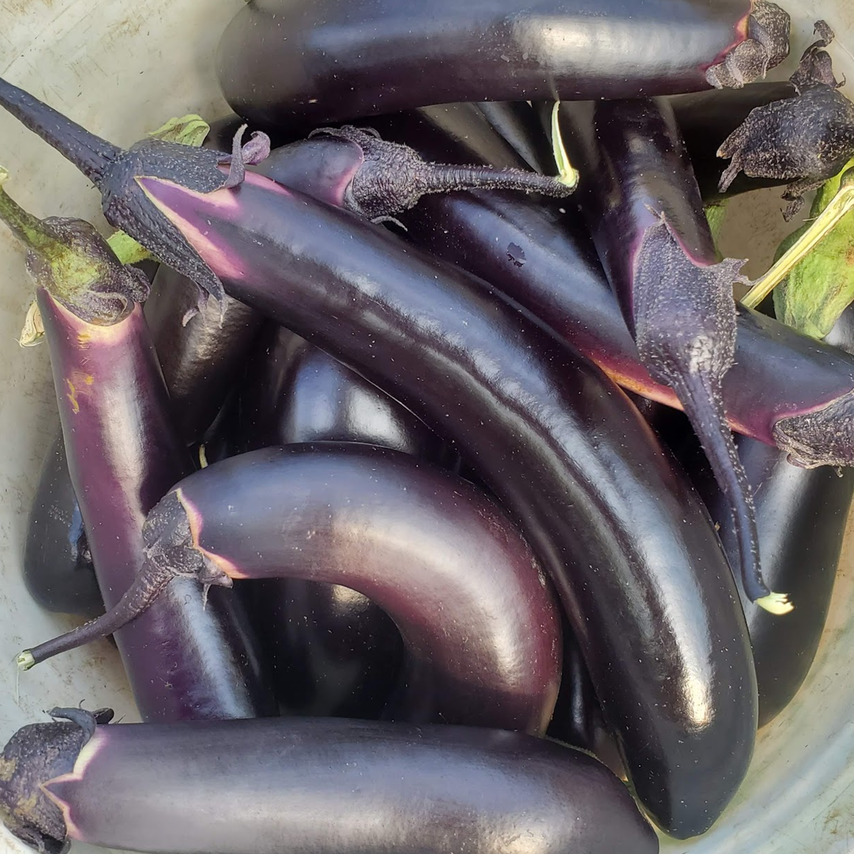 Aubergine asiatique
