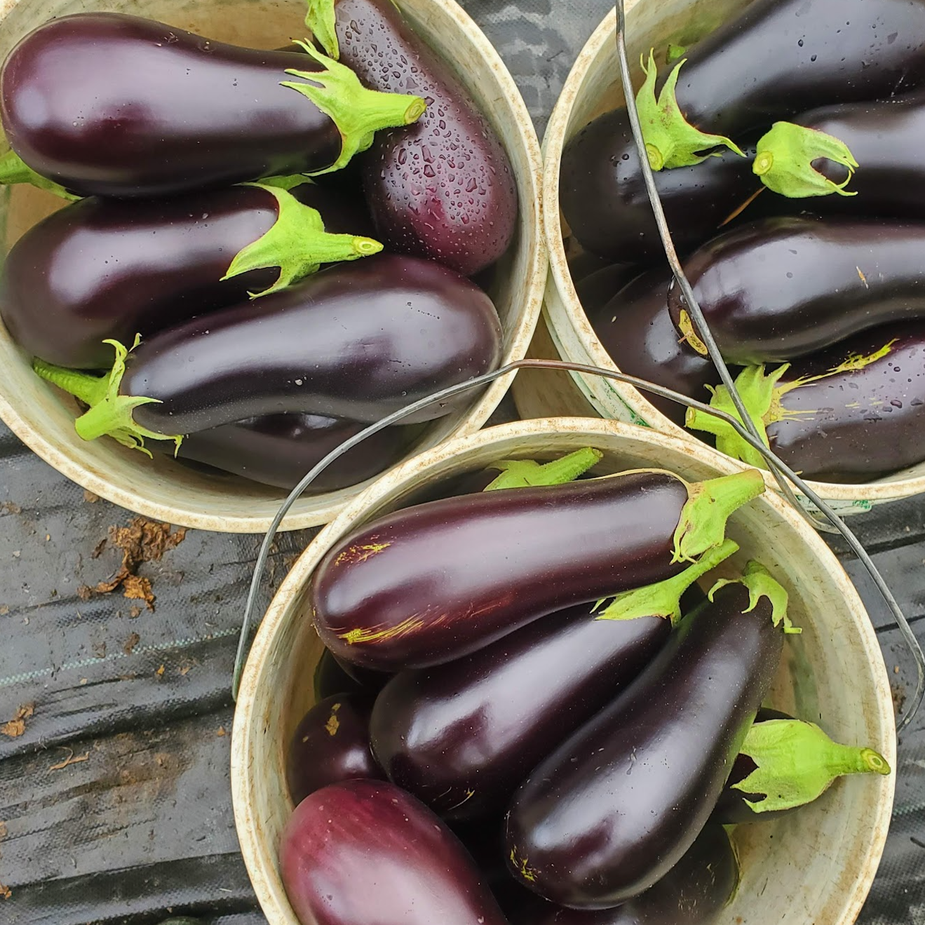 Aubergine ronde