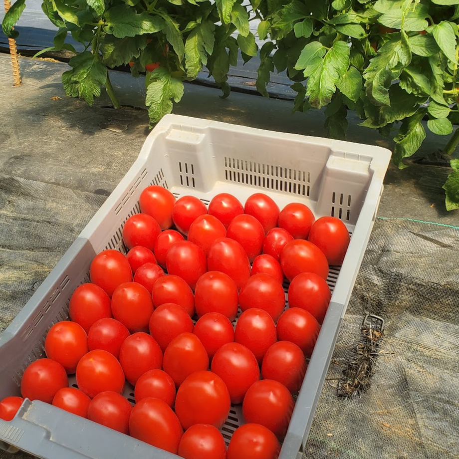 Tomates italiennes