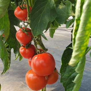 Tomates rondes