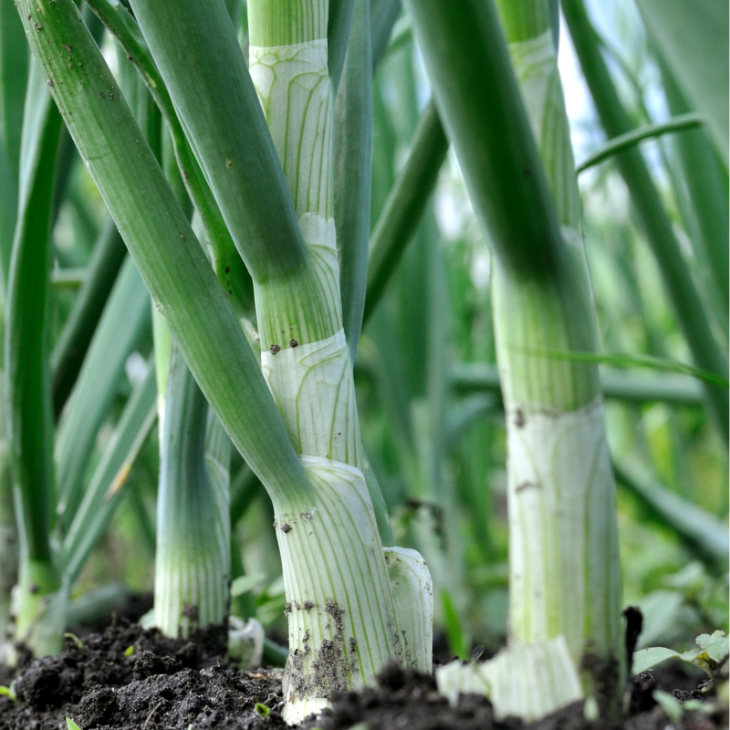 Cebolete / Green Onion