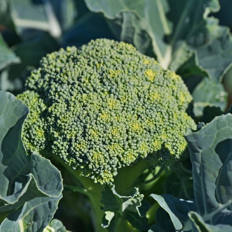 Bróculos /  Broccoli