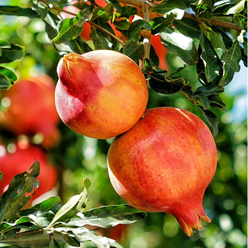 Romã / Pomegranate