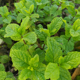 Hortelã / Mint