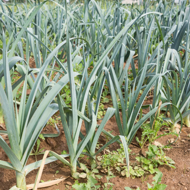 Alho Francês / Leek