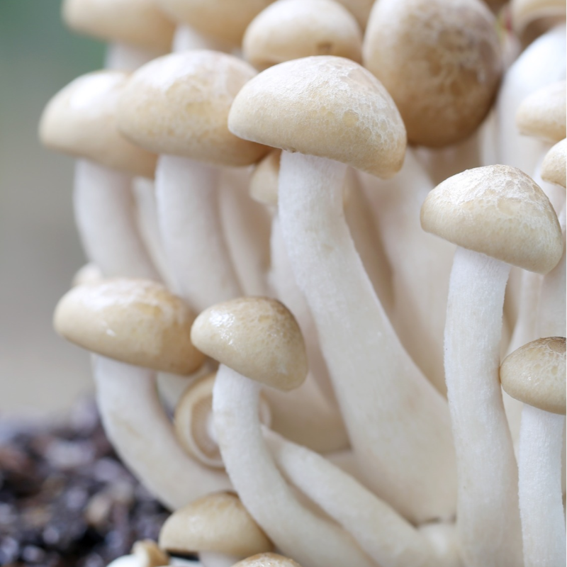 Cogumelos Shimeji / Shimeji Mushrooms