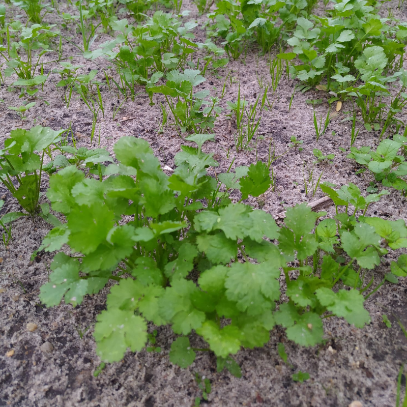 Coentros / Cilantro