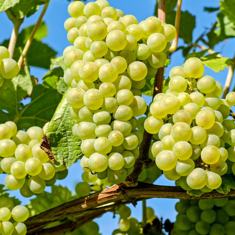 Uva sem Grainha / Seedless Grape