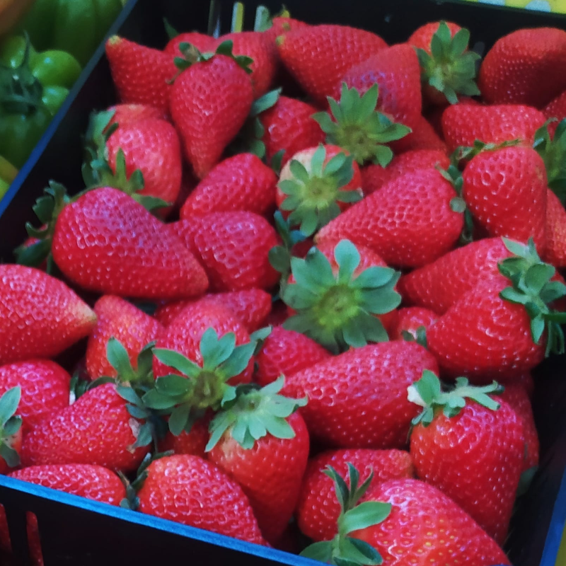 Morangos / Strawberries