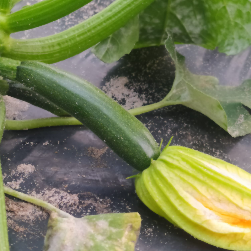Courgette / Zucchini
