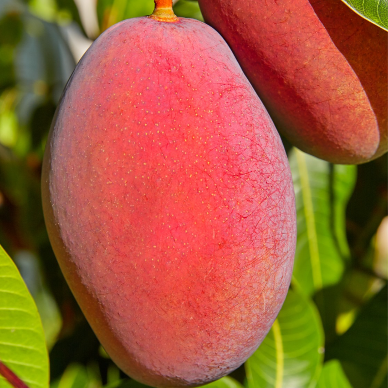 Manga de Avião / Airplane Mango