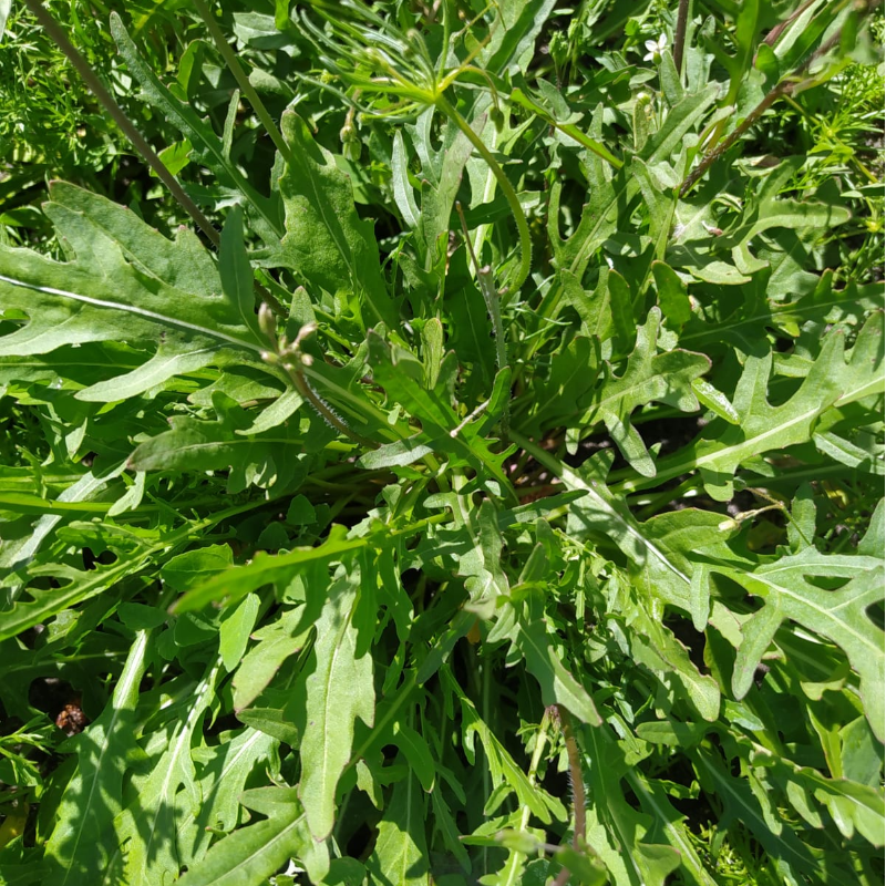 Rúcula / Arugula