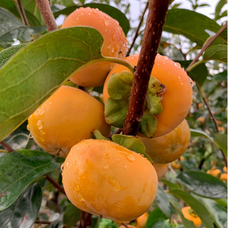 Dióspiro / Persimmon