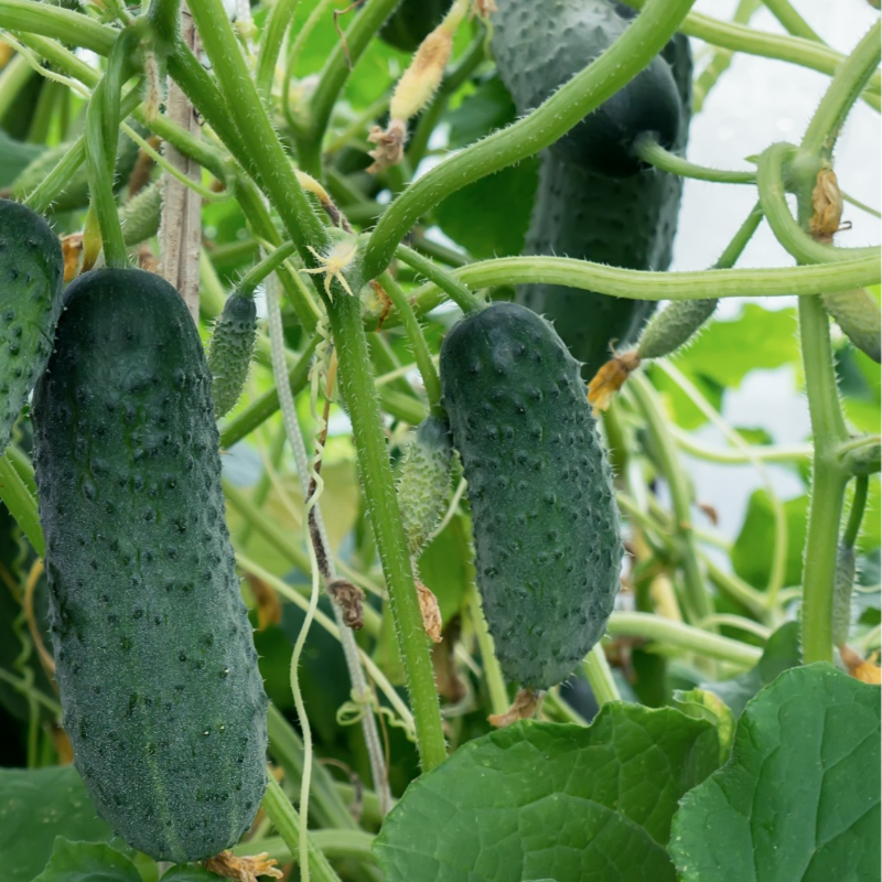 Cornichons