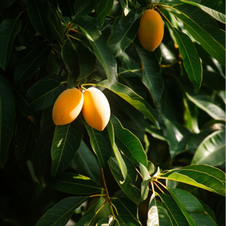 Manguitas "Bombom" / "Bombom" Small Mangoes