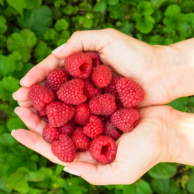 Framboesa /  Raspberry