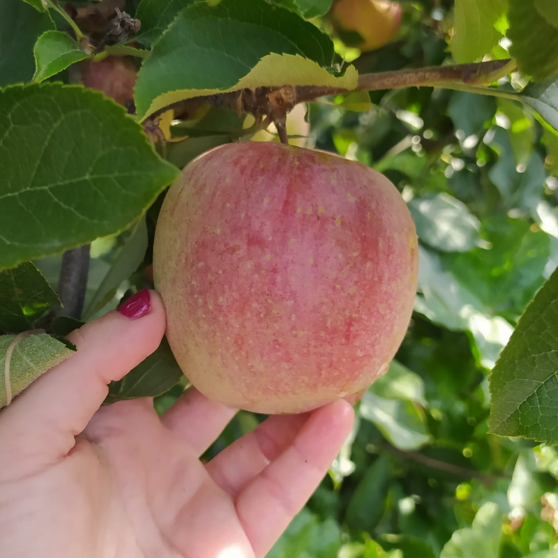 Maçã Fuji / Fuji Apple