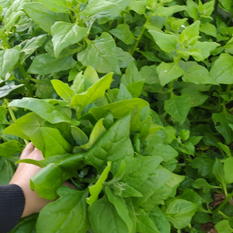 Espinafres / Spinach