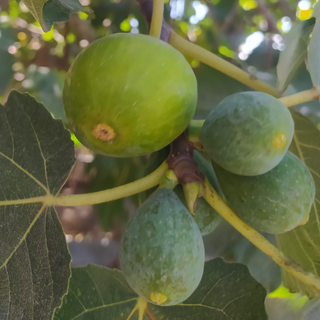 Figos /  figs