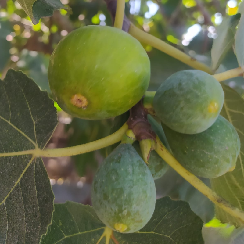 Figos /  figs