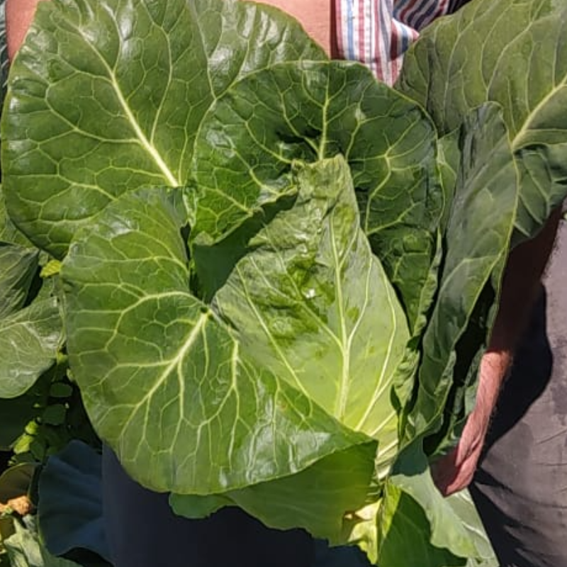 Couve coração / Heart Cabbage