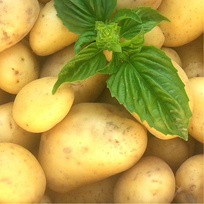 Batatinha miúda/ Small Potato