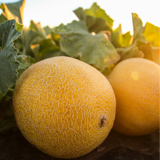 Meloa / Cantaloupe
