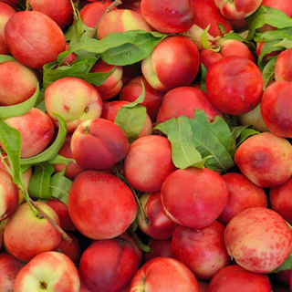 Nectarina / Nectarine