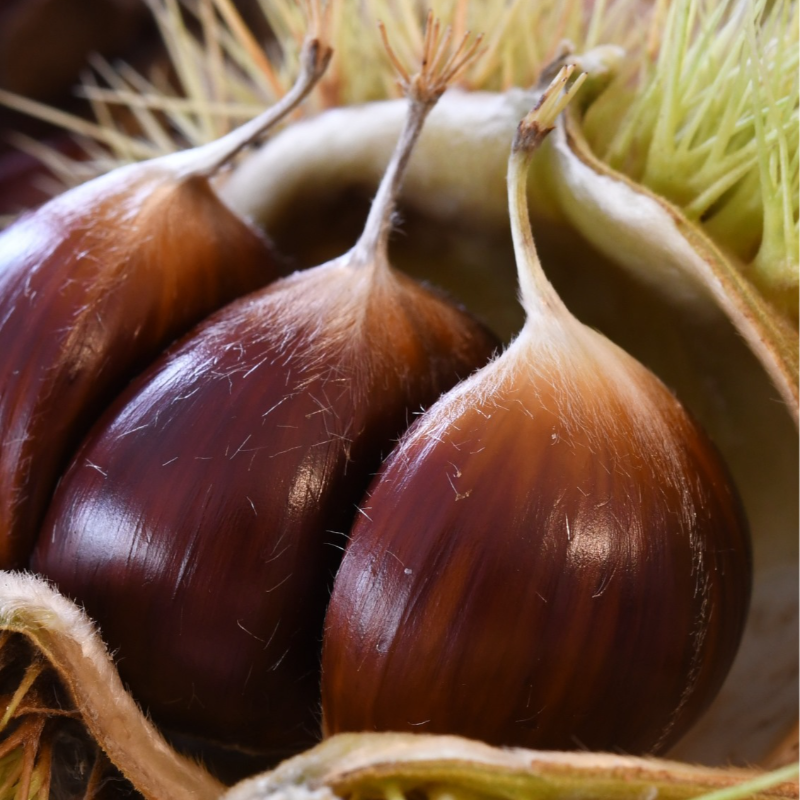 Castanhas / Chestnuts