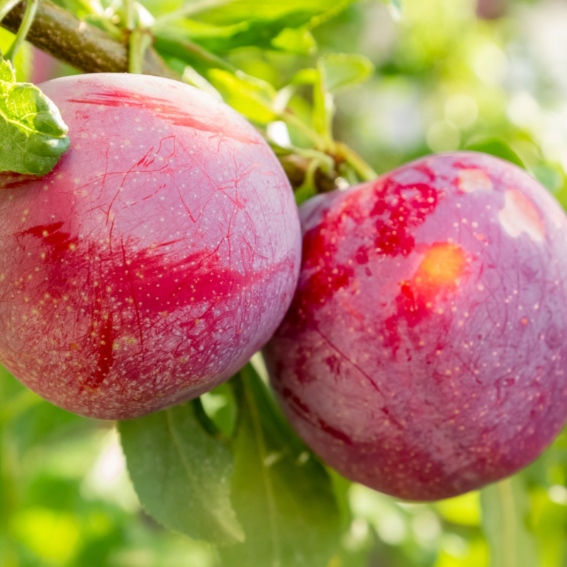 Ameixa / Plum