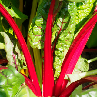 Acelgas / Chard