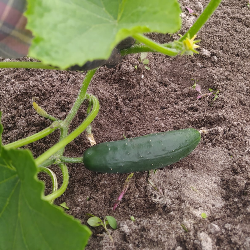 Pepino / Cucumber