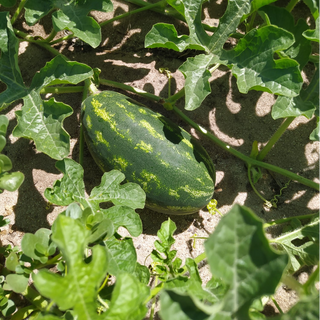 Melancia / Watermelon