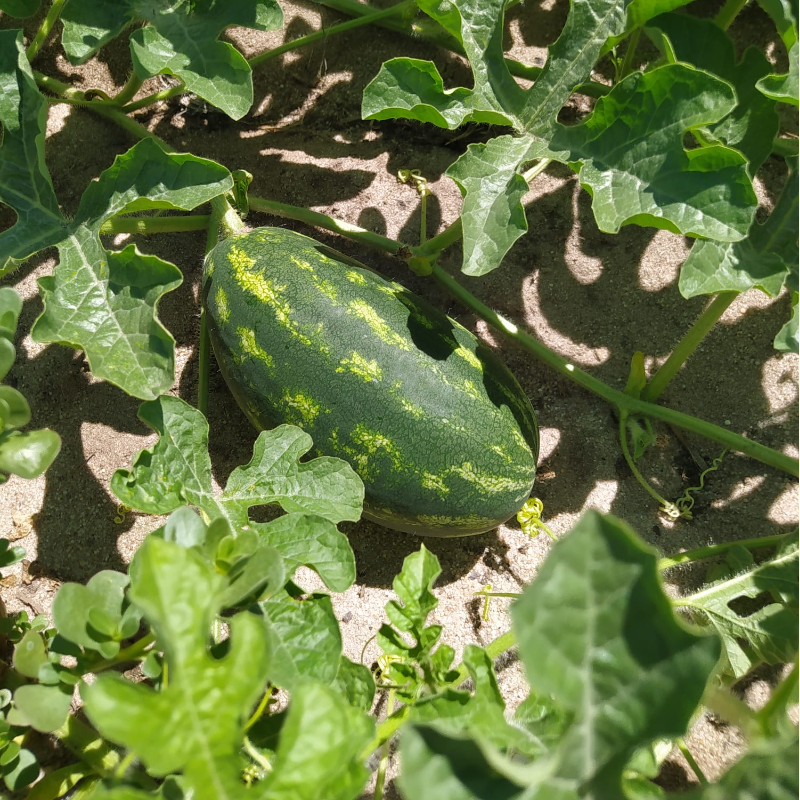 Melancia / Watermelon