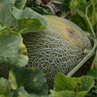 Melão / Melon