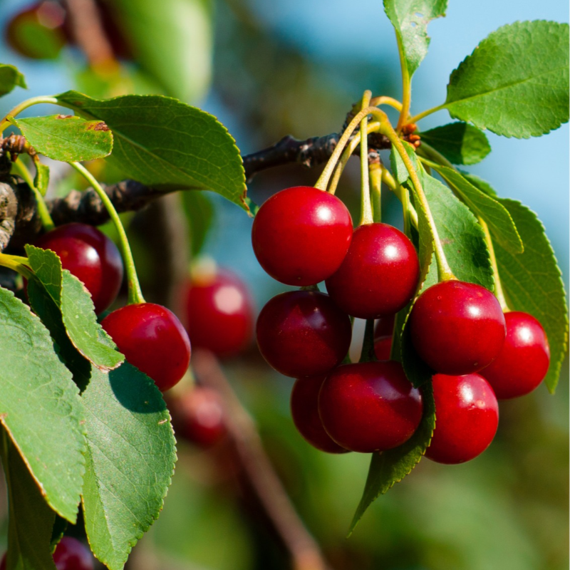 Cerejas / Cherries